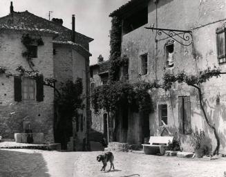 Vaison De La Romaine (Dog)