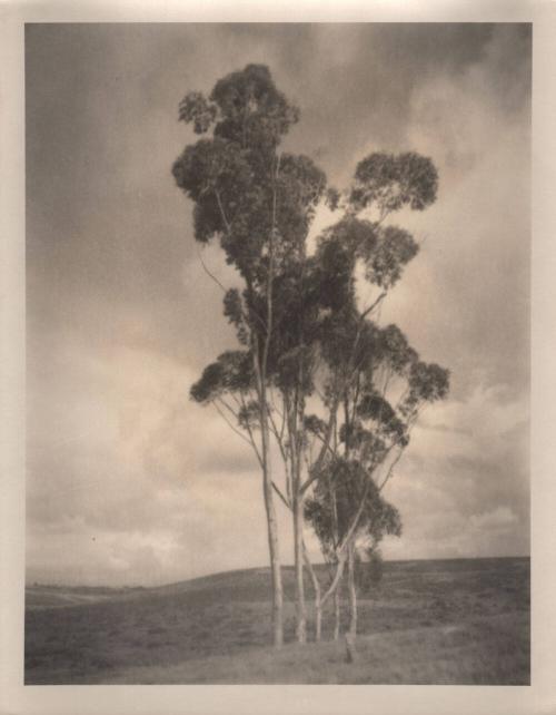 untitled [landscape, five trees, hilltop]