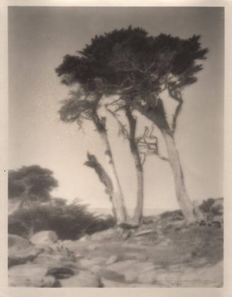 untitled [rocky landscape, small group of cypress trees]