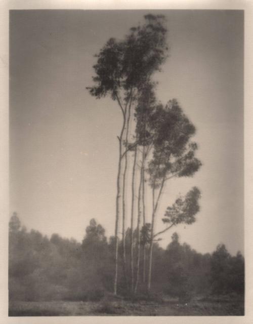 untitled [landscape, six trees]