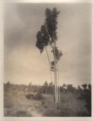 untitled [landscape, small cluster of trees]