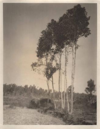 untitled [landscape, group of trees]