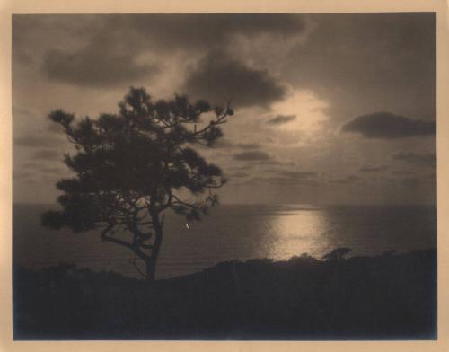 untitled [solitary torrey pine, ocean/sky view, sunset]