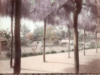 Wysteria at Nikko Kaido