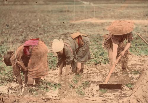 Cultivating a Rice Field