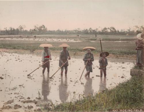 Hoeing Field