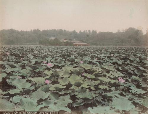 Lotus Blossom, Uyeno Tokio