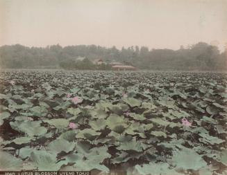 Lotus Blossom, Uyeno Tokio