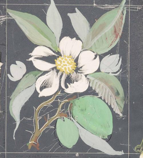 untitled [wild rose, white flower with thorns]