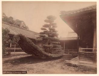 1138 Pine Tree at Kinkakuji Saikio (Kyoto)