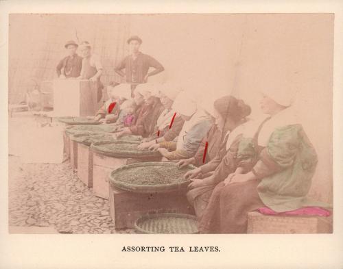 Assorting Tea Leaves