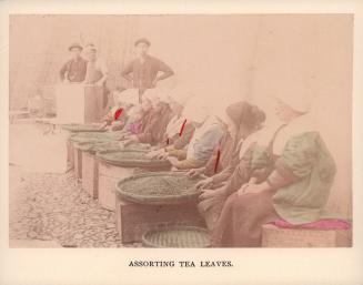Assorting Tea Leaves