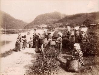 [Tea Pickers]