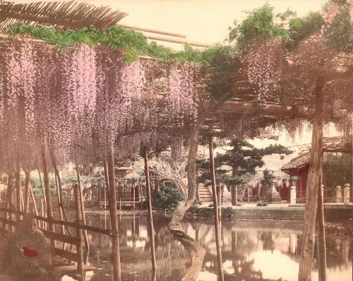 Wisteria at Kameido, Shinto Temple of Temmangu