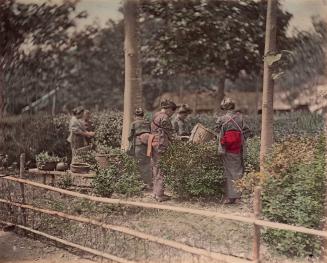 Picking Tea Leaves