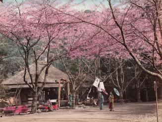 Ueno Park at Cherry Blossom Time