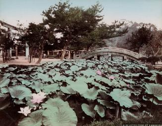 Lotas Pond at Kamakura