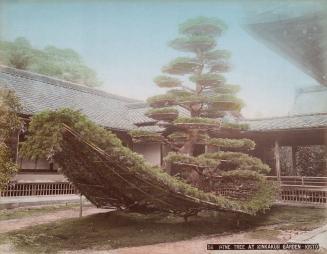Pine Tree at Kinkakuji Garden - Kioto