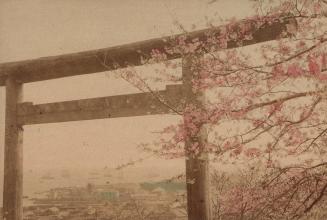 Torii and Cherry Blossoms