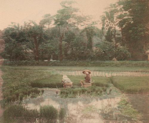 Planting Rice