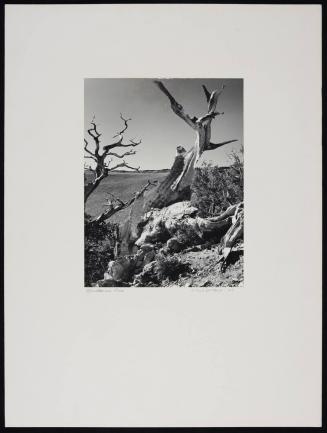 Study of bristlecone pine tree, Mt. Wheeler, Nevada