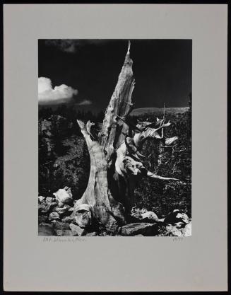 Study of bristlecone pine tree, Mt. Wheeler, Nevada