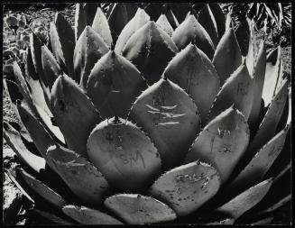 Study of cactus with initials carved in leaves