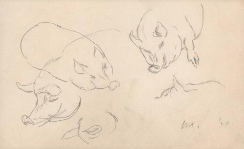 [pig study]