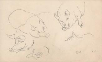 [pig study]