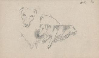 [dog study-two dogs lying side by side]