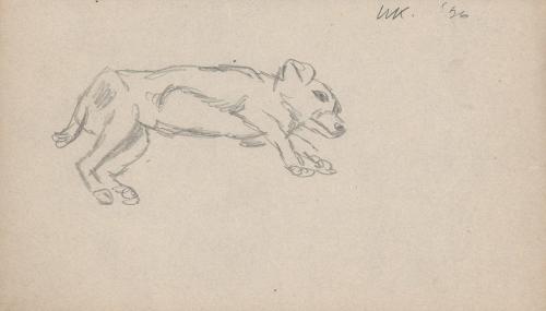 [dog study - lying dog]