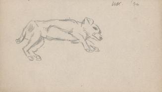 [dog study - lying dog]