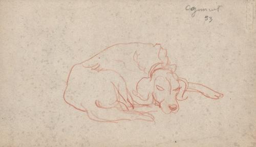 [dog study of a lying dog] Ogunquit