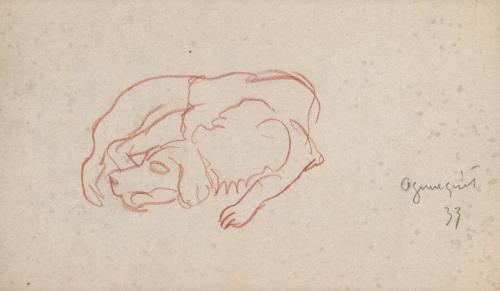 [dog study - sleeping dog] Ogunquit