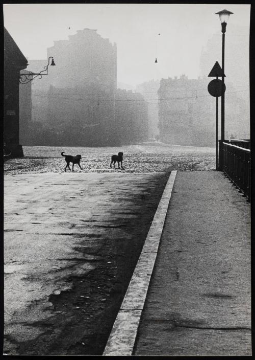 Street view with two dogs, Italy