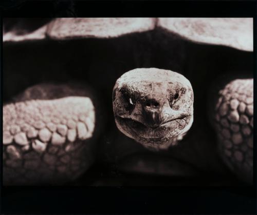 Tortoise - Testudinidae