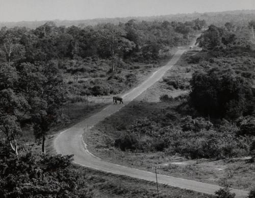 An elephant crosses the road, Africa