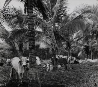 A herd of cows relax beneath the palm trees, Africa