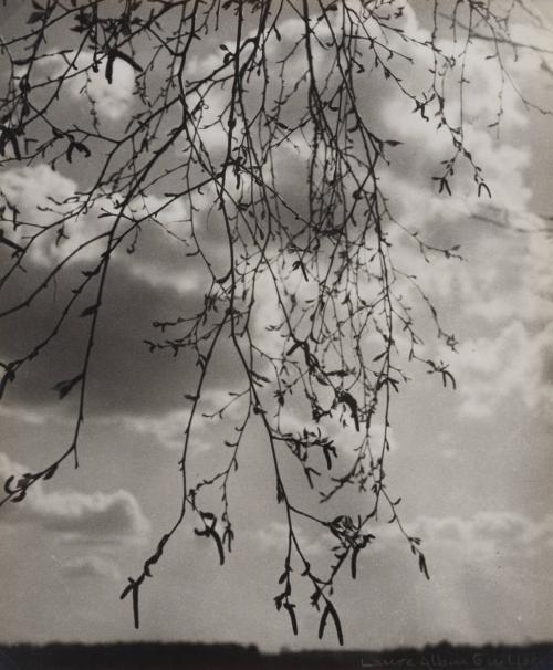 Ciel à travers ces branches