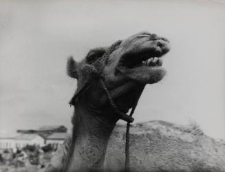 Camel market, Djibouti, Africa