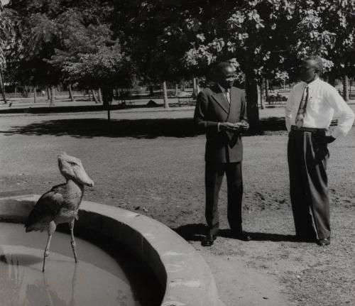 A man, likely a politician, speaks to his colleague in front of a pelican at a city zoo, West Africa