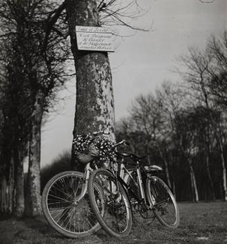 Untitled [Bicycles with sign reading; It is dangerous to park under the trees], Paris, France