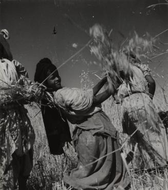 Young Berber harvesting wheat, Marrakech, Morocco