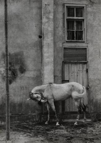 White horse, Berre-l'Etang, France