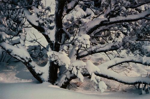 Juniper in Snow, New Mexico
