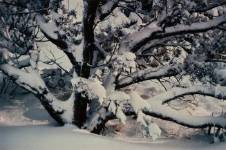 Juniper in Snow, New Mexico