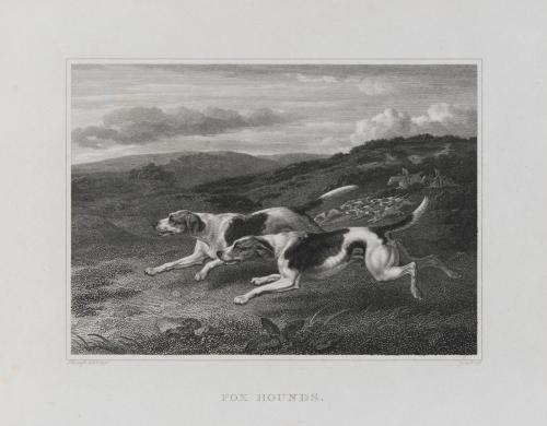 Fox Hounds