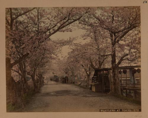 Mukojima at Tokyo