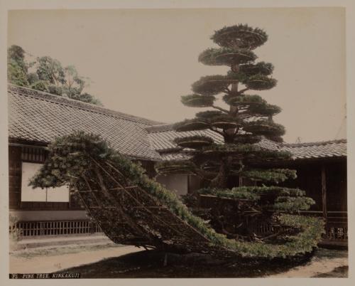 [Pine Tree, Kinkakuji]