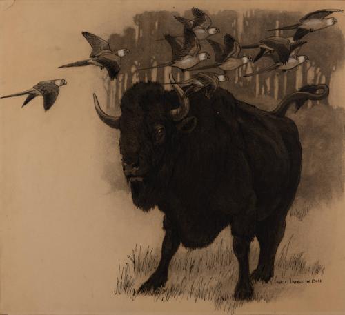 [Buffalo on the prairie]